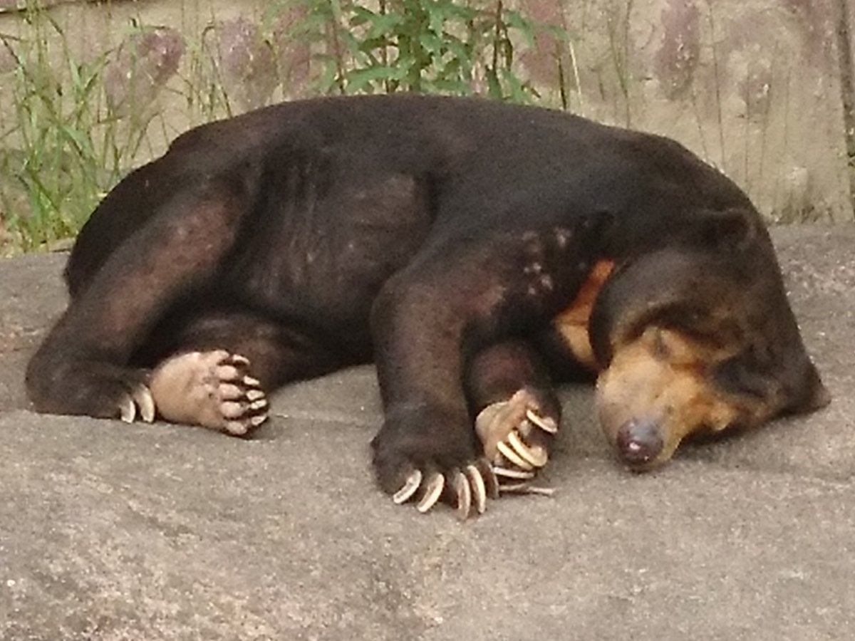 716sandy's tweet photo. おやすみ マー君
 #Markun #sunbear #higashiyamazoo #東山動植物園 #マレーグマ https://t.co/ShKn3otn71