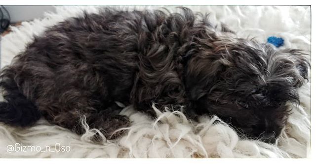 Gizmo_Lowrance's tweet image. Puppy dog eyes! 🐕🐻#brothersmayhem #cutestpuppyever #prapso #prapsopuppy #malshi #maltesemix #shihtzumix #puppylove #tinydogs #AdventureDogInTraining #assistanteditor #cutepuppies  #cutedogs #adorablepuppies #bookchewer #puppiesofinstagram #dogsofinst… bit.ly/2HWbIZO