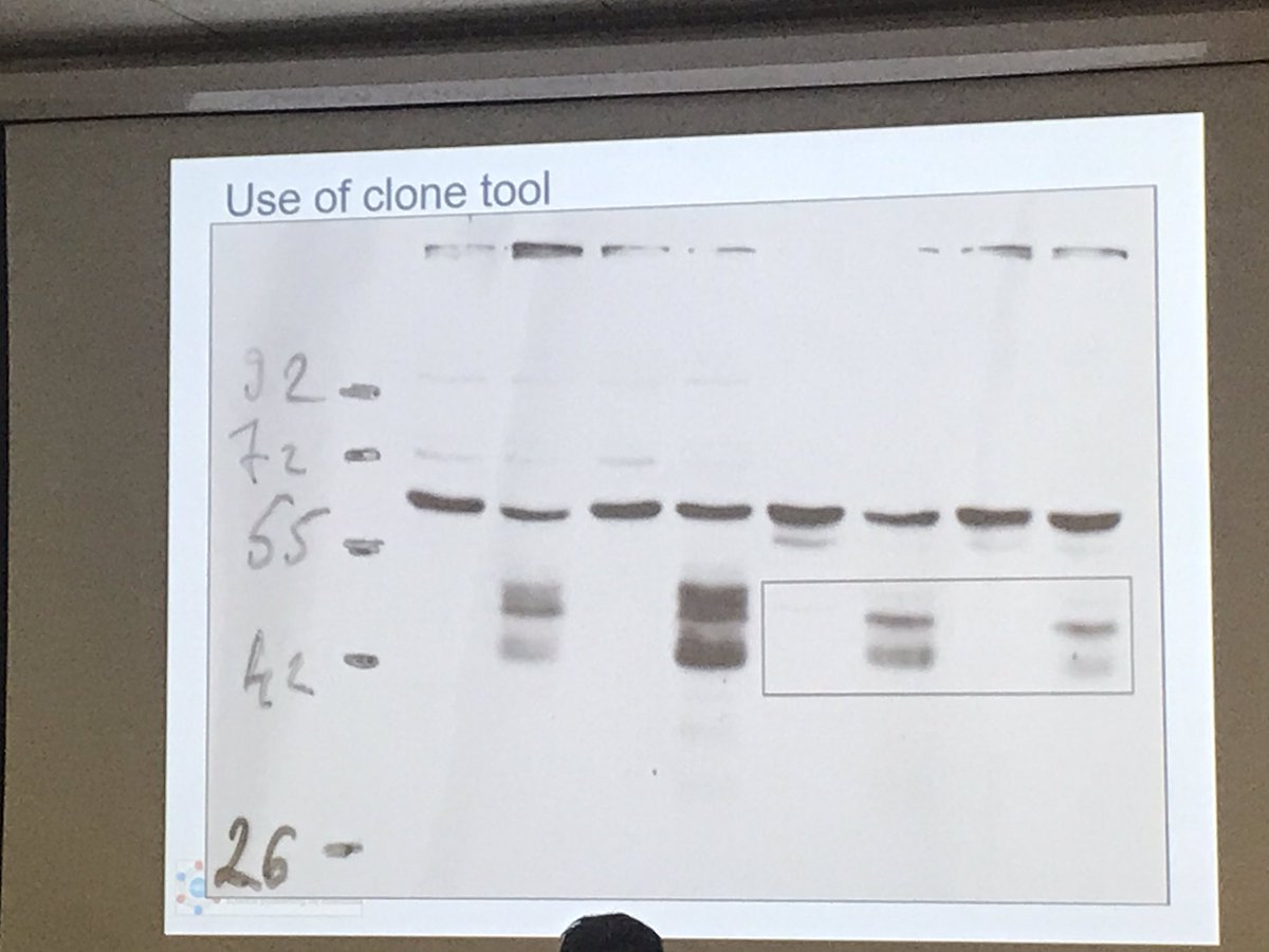 Aishoola's tweet photo. There were very interesting presentations about Image integrity in scientific publication in Checking data and image session of @WCRI2019. Slides from the presentation of Jana Christopher from Heidelberg https://t.co/rVo8zaYZ4j