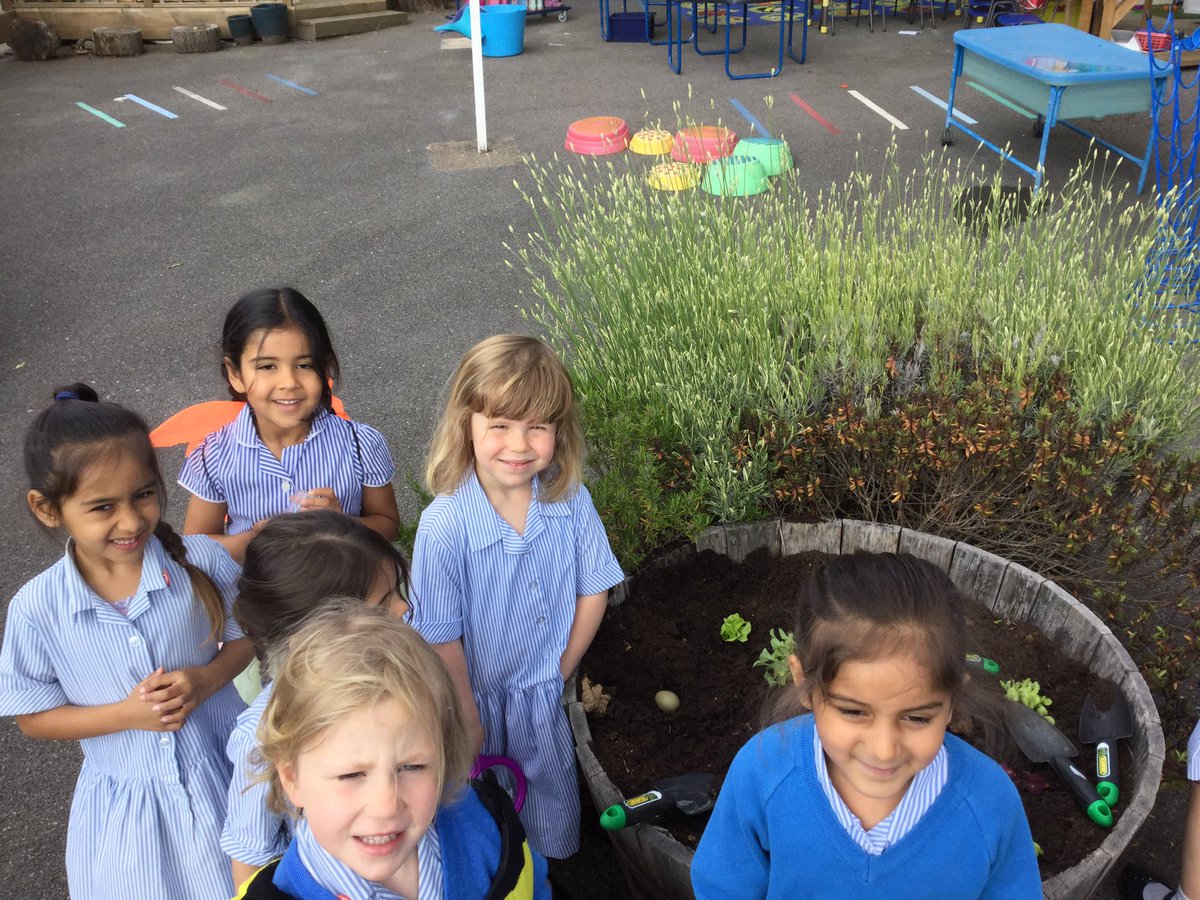 RMSCadogan's tweet image. Well, have reception had a visit from the golden goose? Whilst planting up our radishes, we found a golden egg buried in the soil!  What do you think it could be? Perhaps a pheasant egg? #RMSReceptionEYFS #pheasanteggs #itsamystery