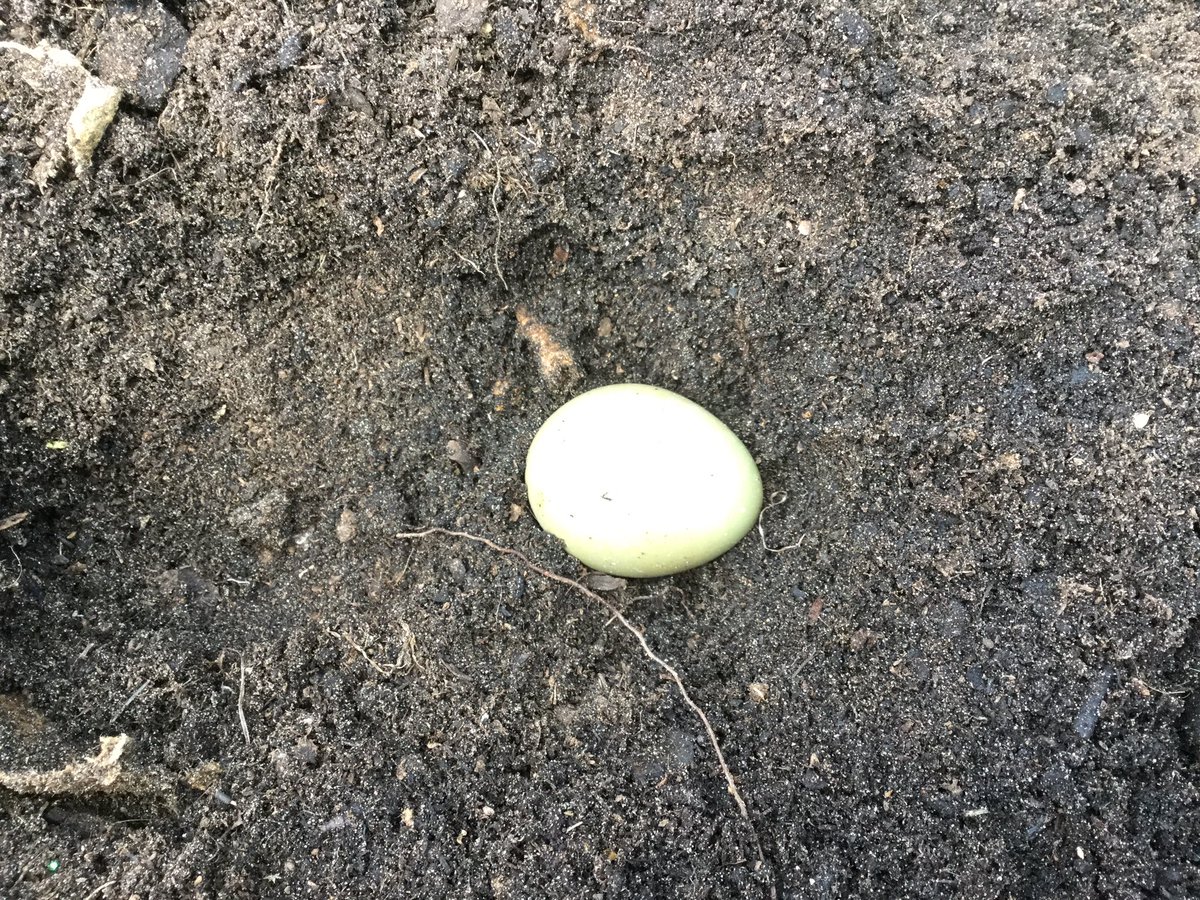 RMSCadogan's tweet image. Well, have reception had a visit from the golden goose? Whilst planting up our radishes, we found a golden egg buried in the soil!  What do you think it could be? Perhaps a pheasant egg? #RMSReceptionEYFS #pheasanteggs #itsamystery