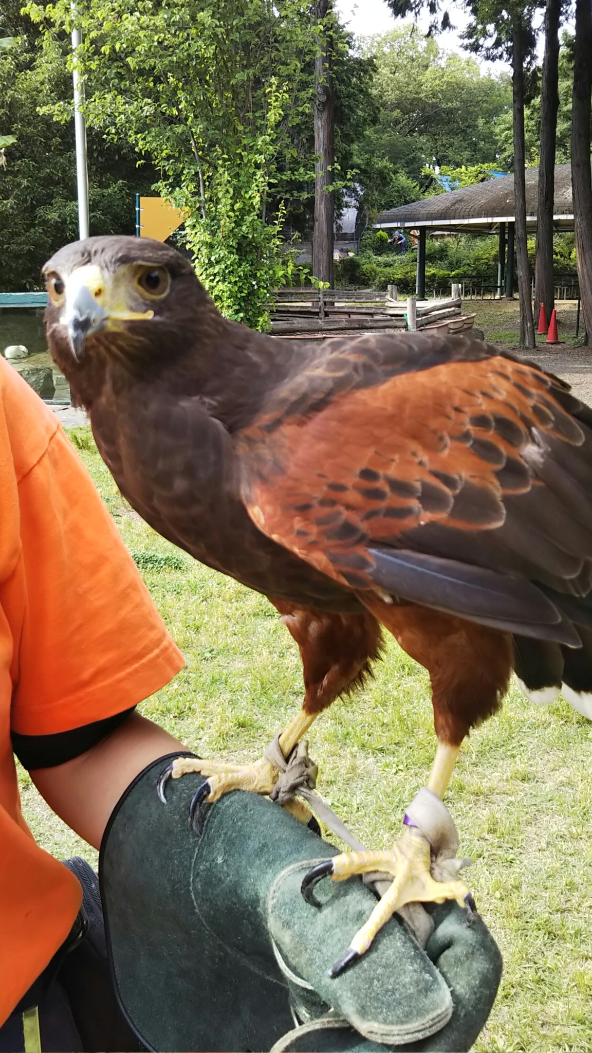 ヒノトントンzoo 羽村市動物公園 モモちゃん特集 ハリスホークのモモちゃん 不定期でフライトの練習をしています 運が良ければこんなカッコいい姿を見ることができるかも 羽村市動物公園 ハリスホーク タカ フリーフライト 鳥 T Co ヒノトントンzoo 羽村市動物公園 モモちゃん特集 ハリスホークのモモちゃん 不定期でフライトの練習をしています 運が良ければこんなカッコいい姿を見ることができるかも 羽村市動物公園 ハリスホーク タカ フリーフライト 鳥 T Co