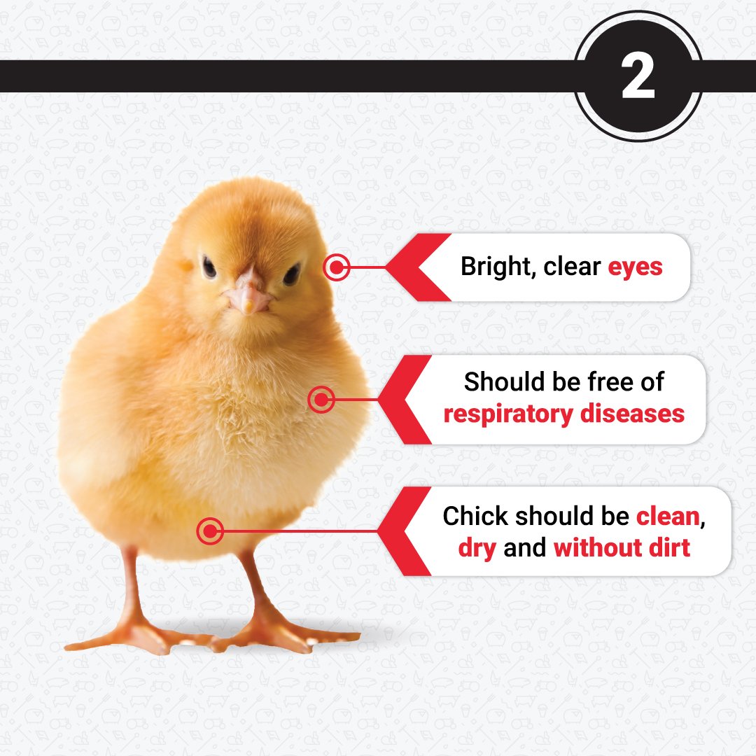epolsouthafrica's tweet photo. Do you know how to score your chicks? The Pasgar scoring method is used to determine which chicks will provide you with a healthy and uniform chick house.
Here's what your chicks should look like.
#epolsouthafrica #poultryfaming #chickcondition #pasgarscore https://t.co/4l3JpUaMji