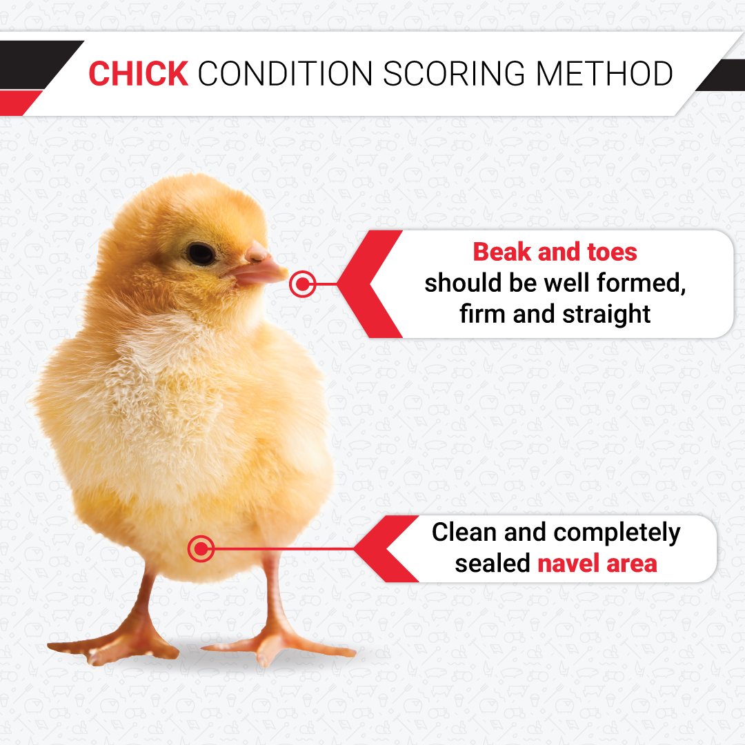 epolsouthafrica's tweet photo. Do you know how to score your chicks? The Pasgar scoring method is used to determine which chicks will provide you with a healthy and uniform chick house.
Here's what your chicks should look like.
#epolsouthafrica #poultryfaming #chickcondition #pasgarscore https://t.co/4l3JpUaMji