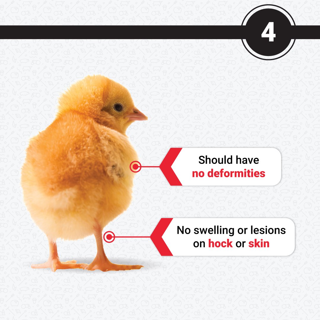 epolsouthafrica's tweet photo. Do you know how to score your chicks? The Pasgar scoring method is used to determine which chicks will provide you with a healthy and uniform chick house.
Here's what your chicks should look like.
#epolsouthafrica #poultryfaming #chickcondition #pasgarscore https://t.co/4l3JpUaMji