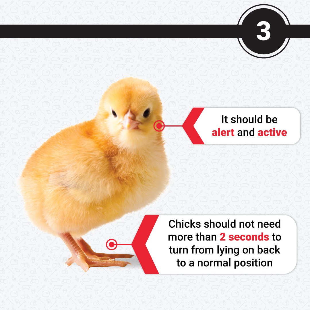 epolsouthafrica's tweet photo. Do you know how to score your chicks? The Pasgar scoring method is used to determine which chicks will provide you with a healthy and uniform chick house.
Here's what your chicks should look like.
#epolsouthafrica #poultryfaming #chickcondition #pasgarscore https://t.co/4l3JpUaMji