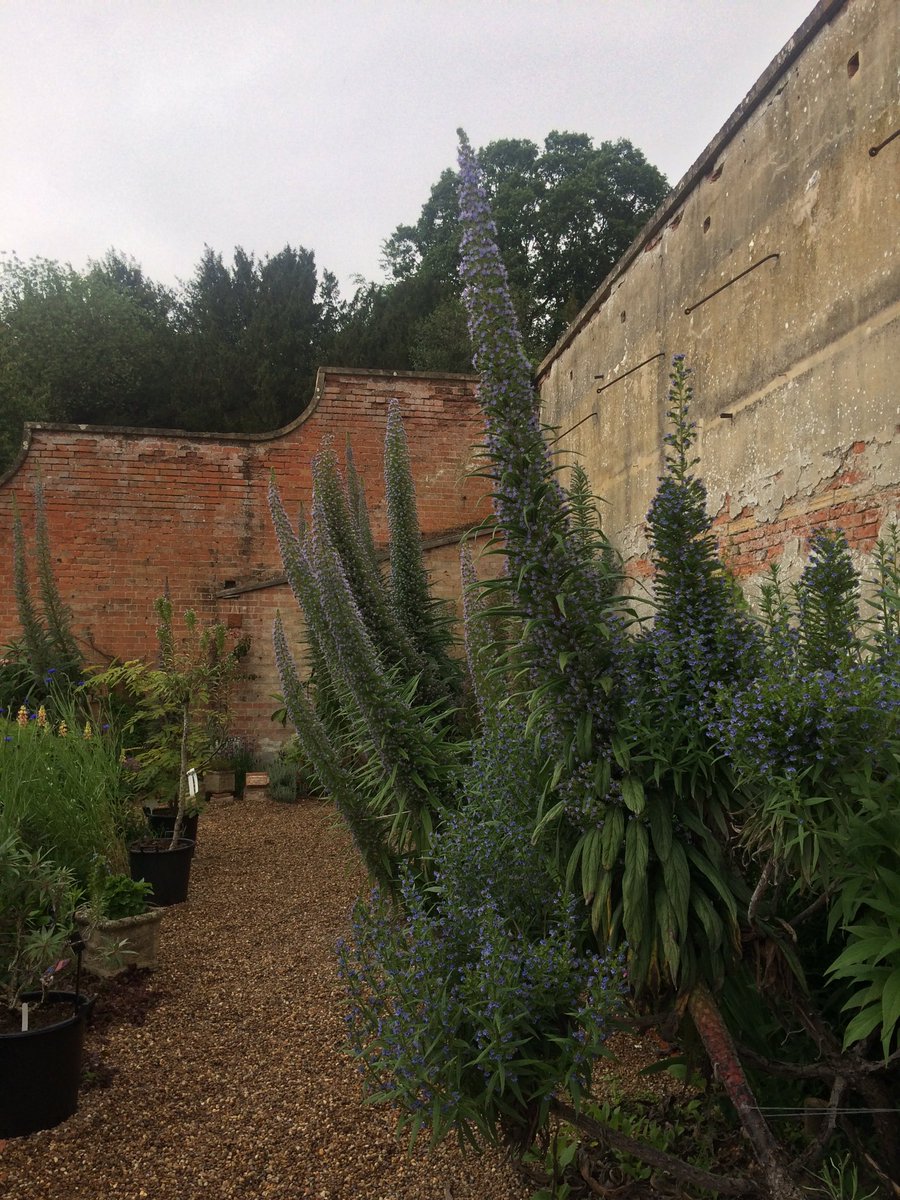 Exquisite Echiums in a Nottinghamshire walled garden - for scale, the wall is 4 metres high! @Echiumworld @Plantheritage #nationalplantcollection #plantdiversity #horticulture
