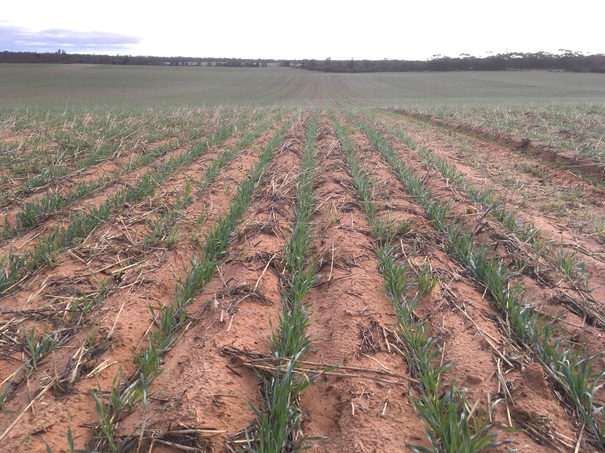 Significant biomass diff with #Ripping to 50cm vs Nil Rip Strip showing up on ⁦<a href="/hectareAg/">Hectare</a>⁩ #rededge ⁦<a href="/Moodie_ag/">Michael Moodie</a>⁩