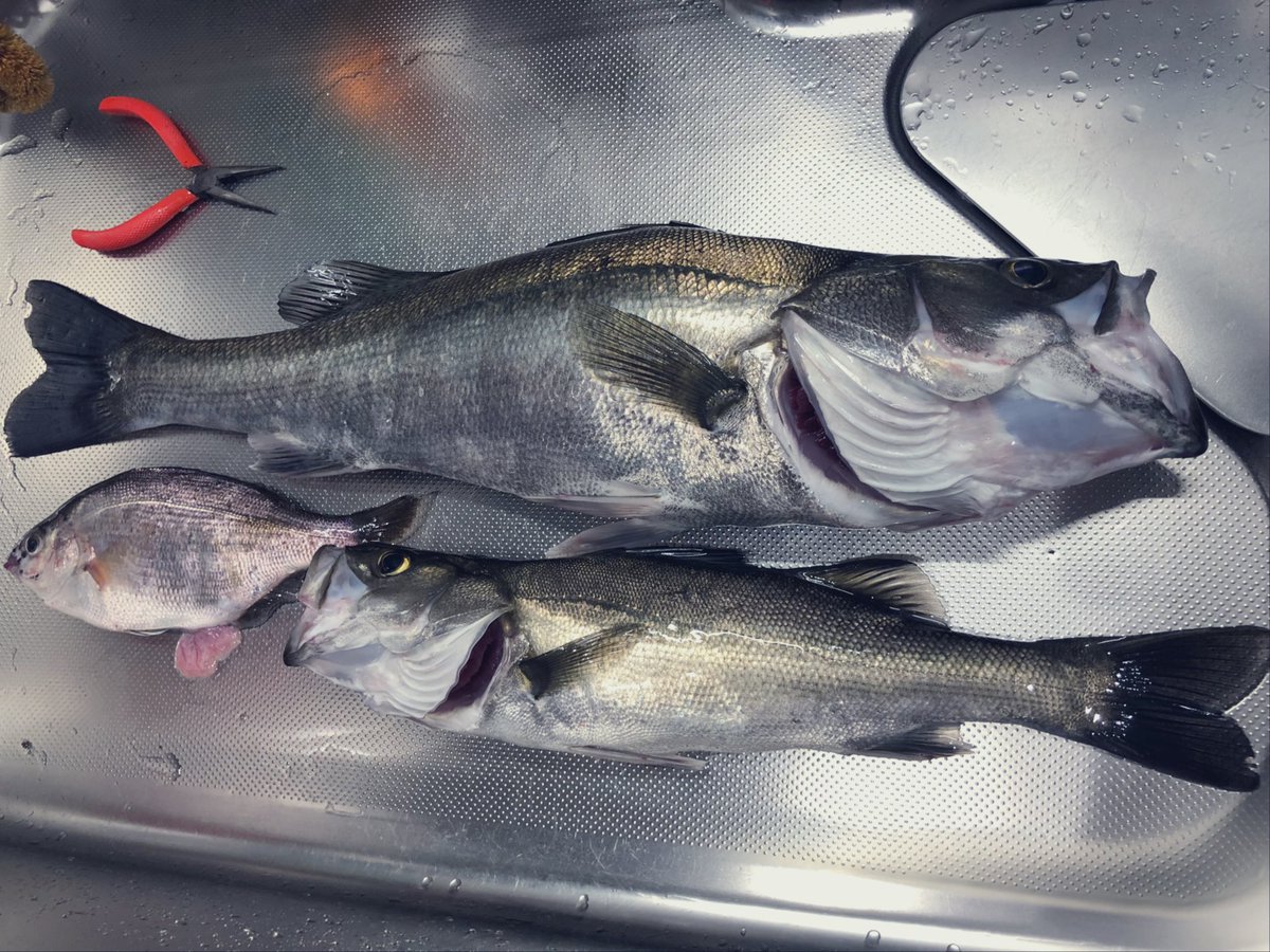 白水萌生 スズキ 海タナゴも釣れた 茨城のライブの後から ほぼずーっと海いる 笑 サイコーすぎ 海 釣り スズキ シーバス 電気ウキ ハリス2号 久慈川河口