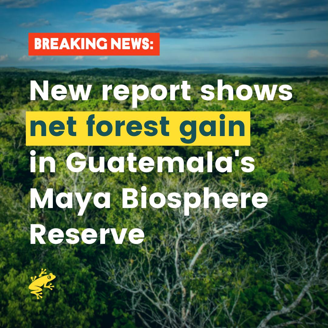 A new report shows net forest gain in #Guatemala Maya Biosphere Reserve, with a total of 1,088 hectares restored and more than 34% of the recovery found within 5 community forest concessions bit.ly/2Km3onM 🌳 Report by @RnfrstAll_UK @CONAPgt @TheWCS @cncgusaid @ACOFOP