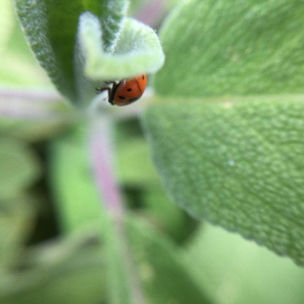 CMJeanErrard's tweet photo. Après les conseils de Nicolas Hélitas, mise en pratique #nature#EDD @entomologistes @AngelHabart https://t.co/Aue2HllG89
