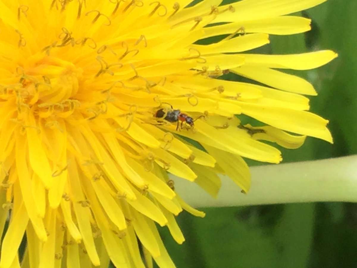 CMJeanErrard's tweet photo. Après les conseils de Nicolas Hélitas, mise en pratique #nature#EDD @entomologistes @AngelHabart https://t.co/Aue2HllG89