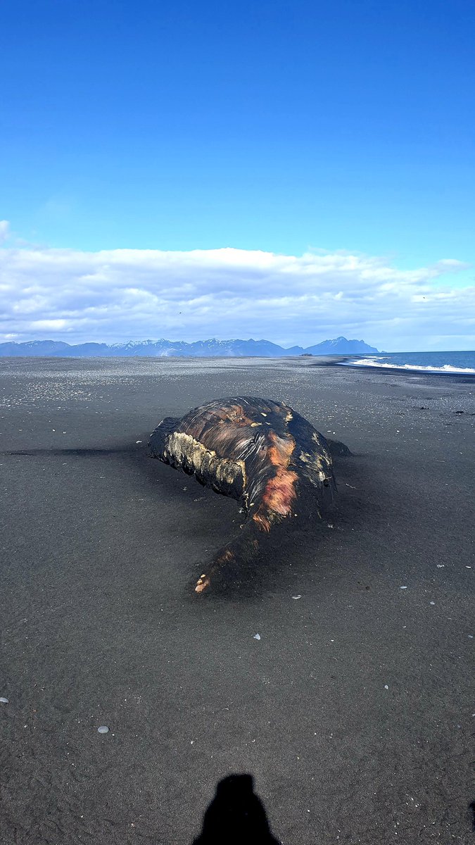 #whale stranded in #southeasticeland #naturetakesitcourse
