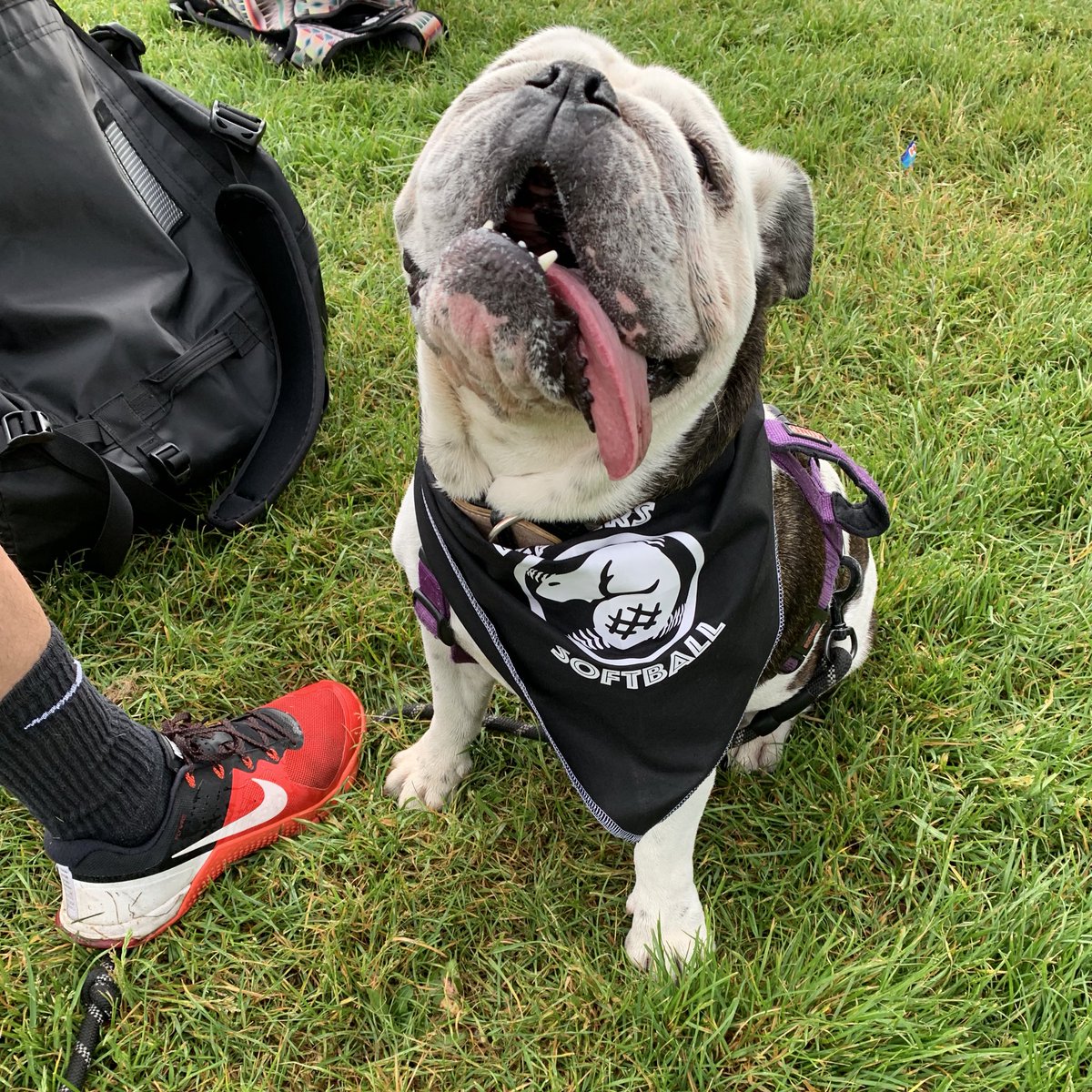 BeaversLDN's tweet photo. Our adorable mascot Peaches, proudly showing off her new Beavers Softball scarf 🥰 #beaverssoftball #Softball #softballdog #glsml https://t.co/ksvvfRbdsw
