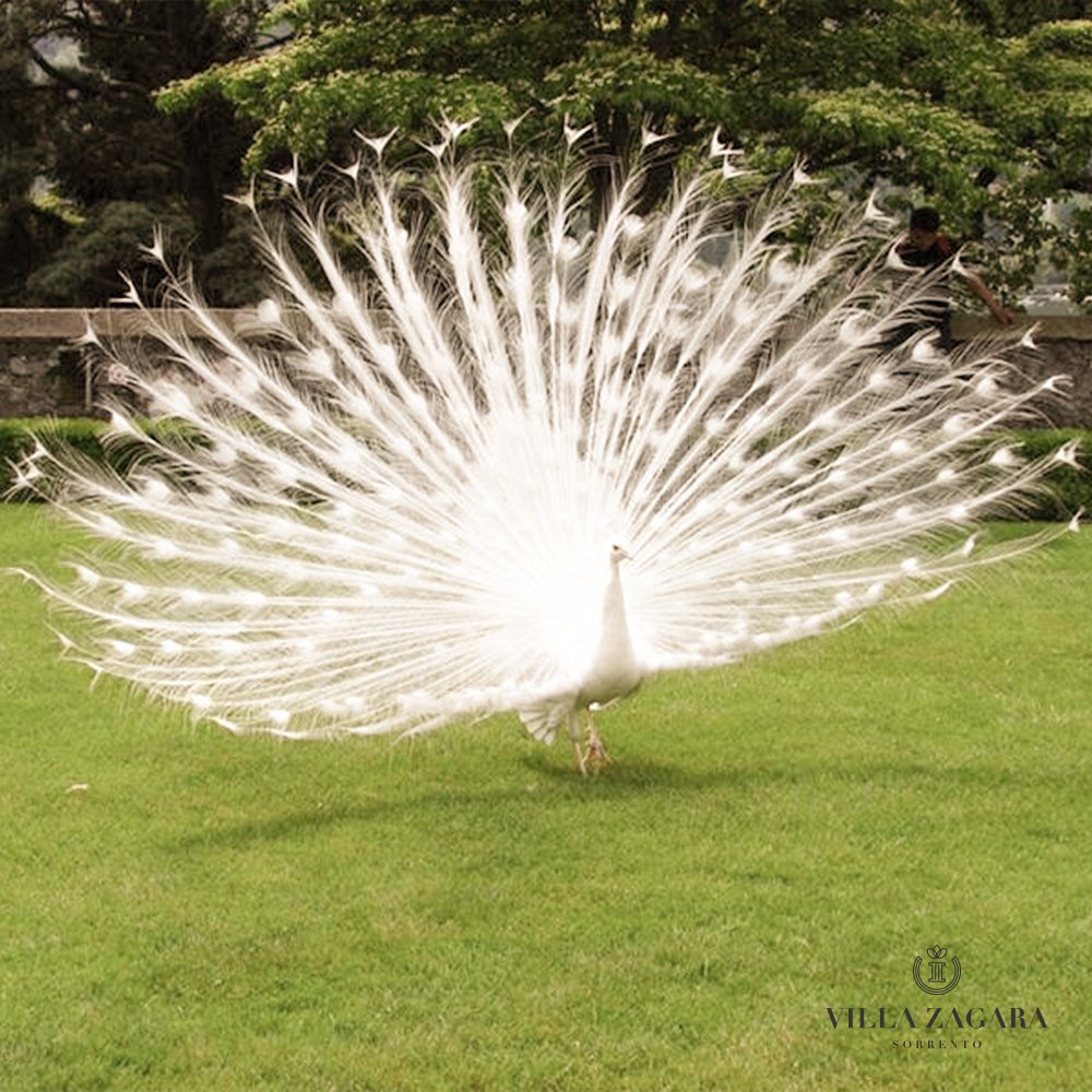 Villa Zagara Sorrento tweet media