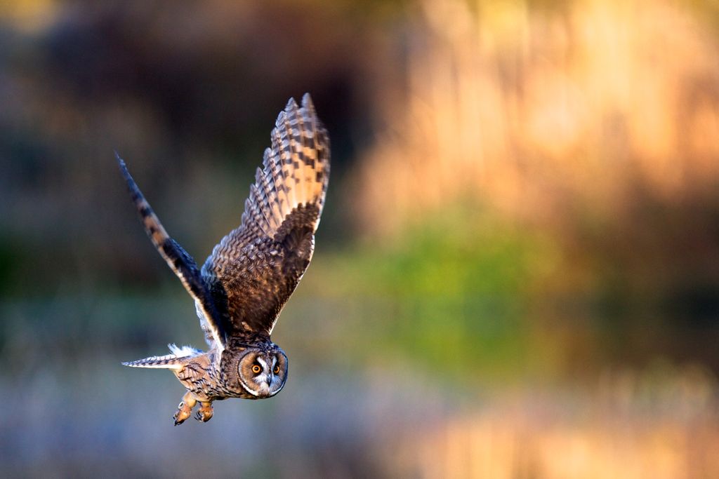 CPRE, Campaign to Protect Rural England tweet media