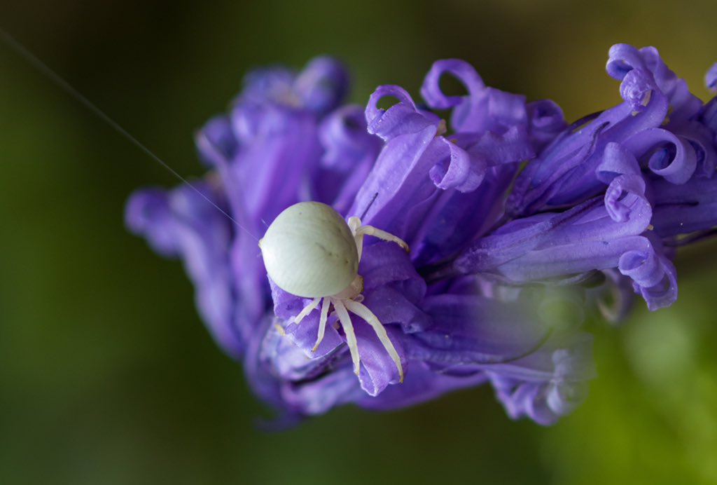 bikebunny1's tweet photo. @BBCSpringwatch @WildLondon Green Lacewing? 2 Click Beetle & Crab Spider firing web silk #minibeasts #SpringWatch #WildJune #30DaysWild #GardenWatch @ChrisGPackham @IoloWilliams2 #lovebugs @theroyalparks @FRPTweets #RichmondPark @FSCBioLinks @LNHSoc @Love_plants https://t.co/57A5YgkojF