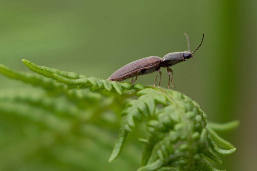 bikebunny1's tweet photo. @BBCSpringwatch @WildLondon Green Lacewing? 2 Click Beetle & Crab Spider firing web silk #minibeasts #SpringWatch #WildJune #30DaysWild #GardenWatch @ChrisGPackham @IoloWilliams2 #lovebugs @theroyalparks @FRPTweets #RichmondPark @FSCBioLinks @LNHSoc @Love_plants https://t.co/57A5YgkojF
