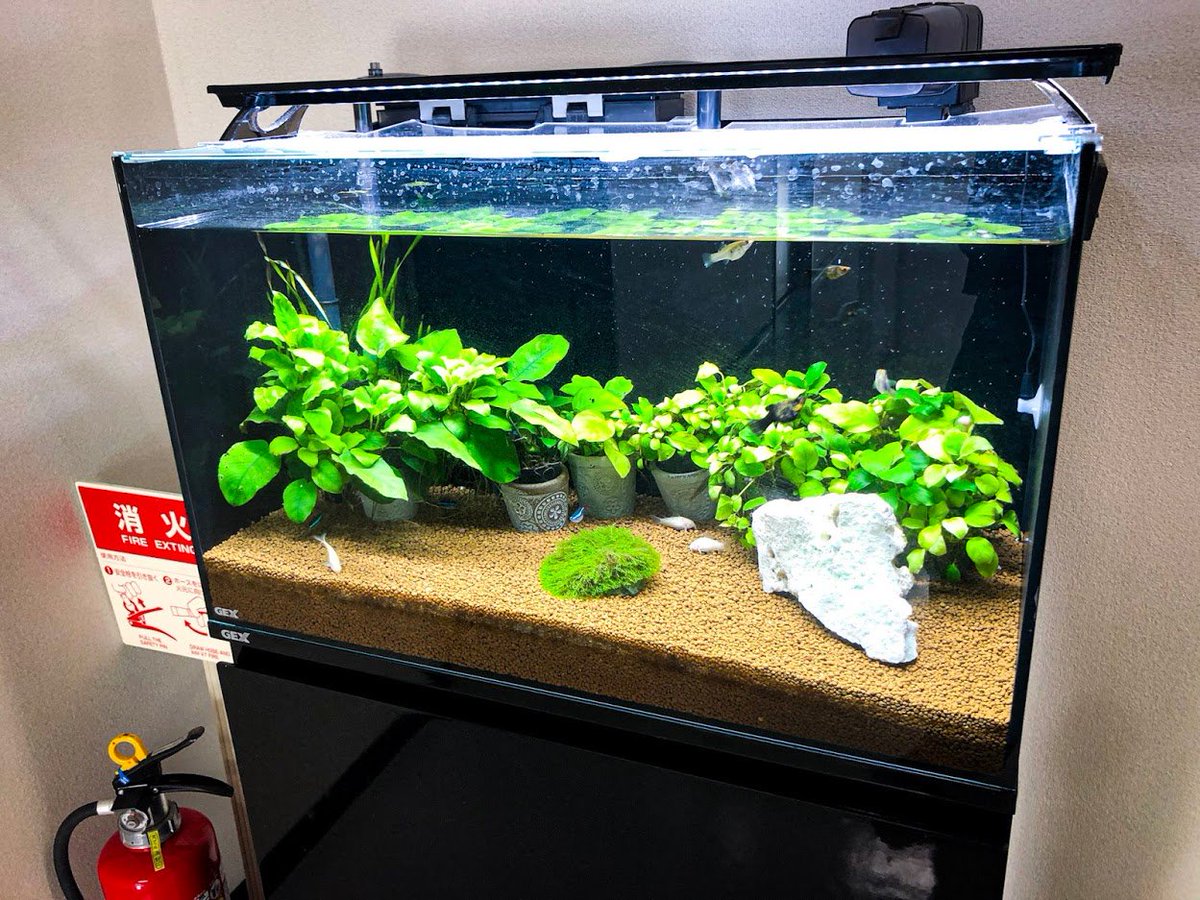 株式会社オウルテック 公式 自動給餌器から落ちそびれたエサを水槽に落としていたら 魚たちからご飯をくれる人認定されたみたいです 本日の水槽 公式アクアリウム部