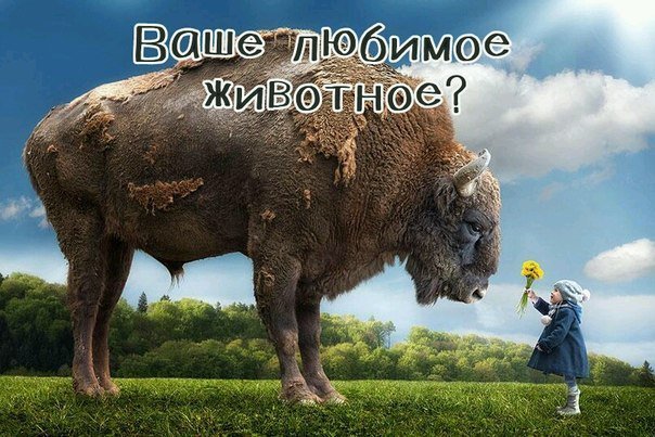 Самый большой сток. Большие животные. Животные гиганты. Самыеболъшие животные.