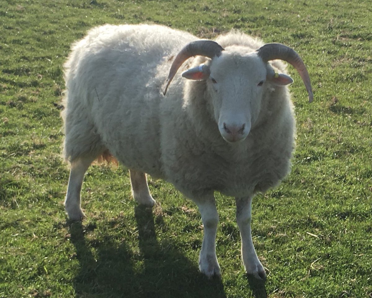 hlcoatesmusic's tweet photo. "The Lord can give, and the Lord can take away.  I might be herding sheep next year"  Elvis Presley https://t.co/emmi2nKXJ5