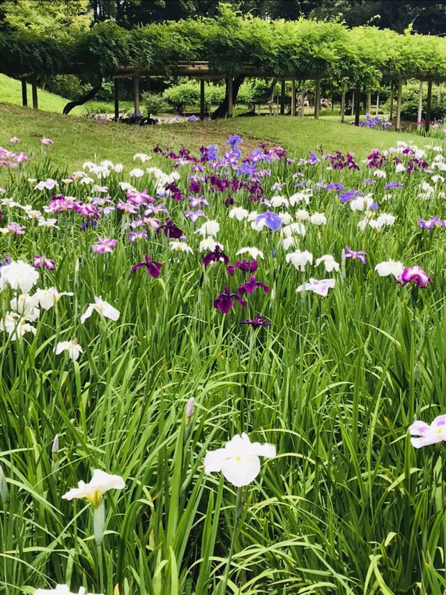 ymwaday's tweet photo. #summer is almost here in #tokyo! Beautiful iris in @KorakuenGarden in the midst of city scrapers!! Until 9th June. https://t.co/a1RTjwFhYK