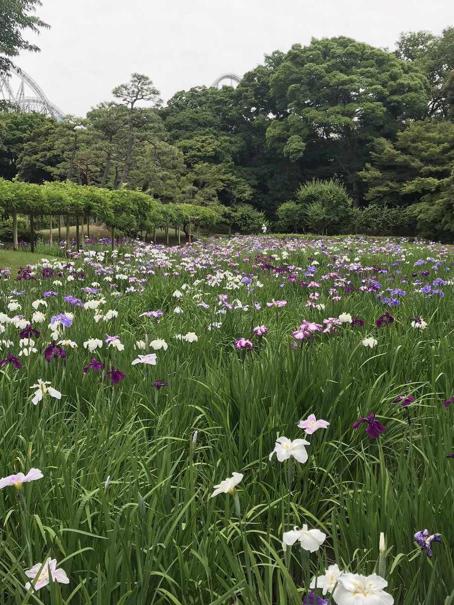 ymwaday's tweet photo. #summer is almost here in #tokyo! Beautiful iris in @KorakuenGarden in the midst of city scrapers!! Until 9th June. https://t.co/a1RTjwFhYK