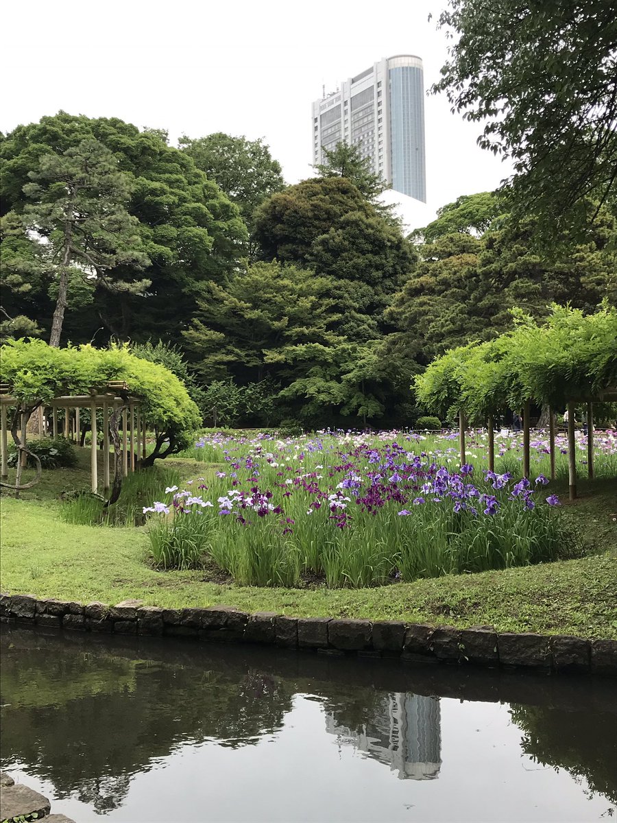 ymwaday's tweet photo. #summer is almost here in #tokyo! Beautiful iris in @KorakuenGarden in the midst of city scrapers!! Until 9th June. https://t.co/a1RTjwFhYK
