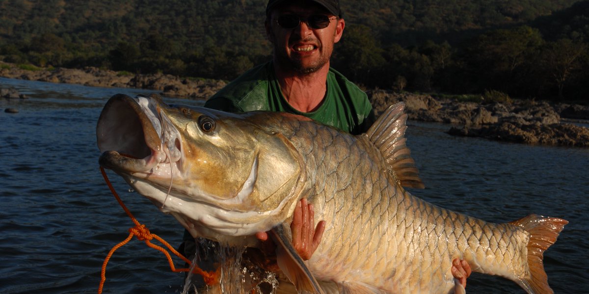 The hump-backed mahseer population has decreased by 90% in the last 15 years. But due to a case of mistaken identity, the fish disappeared unnoticed in South India until research led by BU. Click on the link to read more… #WorldEnvironmentDay ow.ly/OXab50uvjEx