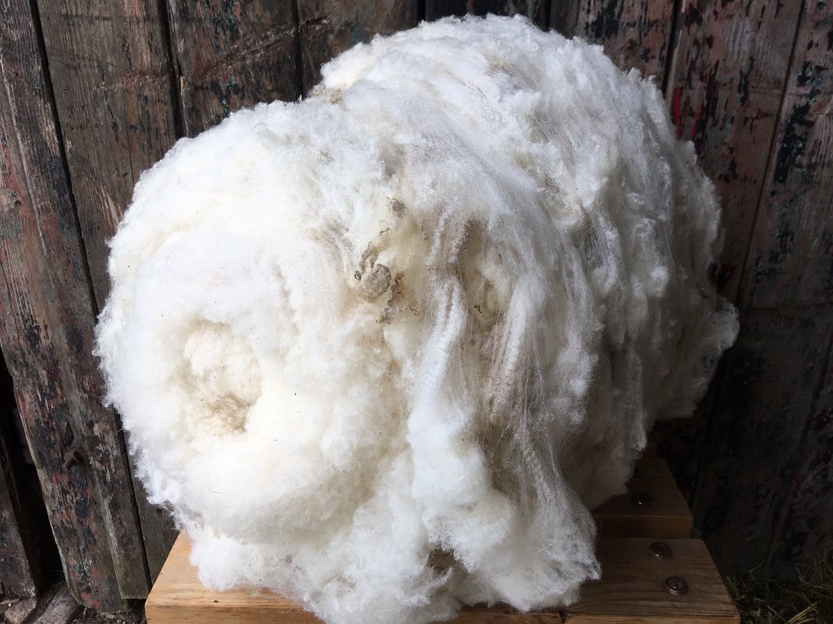 Wonderful fleece from Britain’s rarest breed of native sheep, the Boreray, now available! We also have beautiful Shetland fleece too. #spinnersofinstagram #spinning  #crafthour #se2se lots of info and photos at marlfieldyarn.co.uk