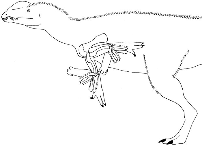 PalaeoE's tweet photo. The #forelimb morphology of #Dilophosaurus wetherilli is consistent with two-handed prehension, manually hooking objects, and seizing prey beneath the predator’s chest in a paper by Philip J. Senter and Corwin Sullivan! #palaeontology #dinosaurs #fossils

https://t.co/nFM0NrpRbO https://t.co/DfHuJbvU6r