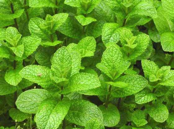 HomesteadOrg's tweet photo. Worth a Mint: Facts and History about Mint | #homesteaddotorg #homesteading #Spearmint #Facts #history #herbs #gardening #growyourowntea #growyourown #tea #alternativemedicine #Homeopathy #peppermint #mint #garden https://t.co/P2ojlmjH7A https://t.co/7pmVstUOao