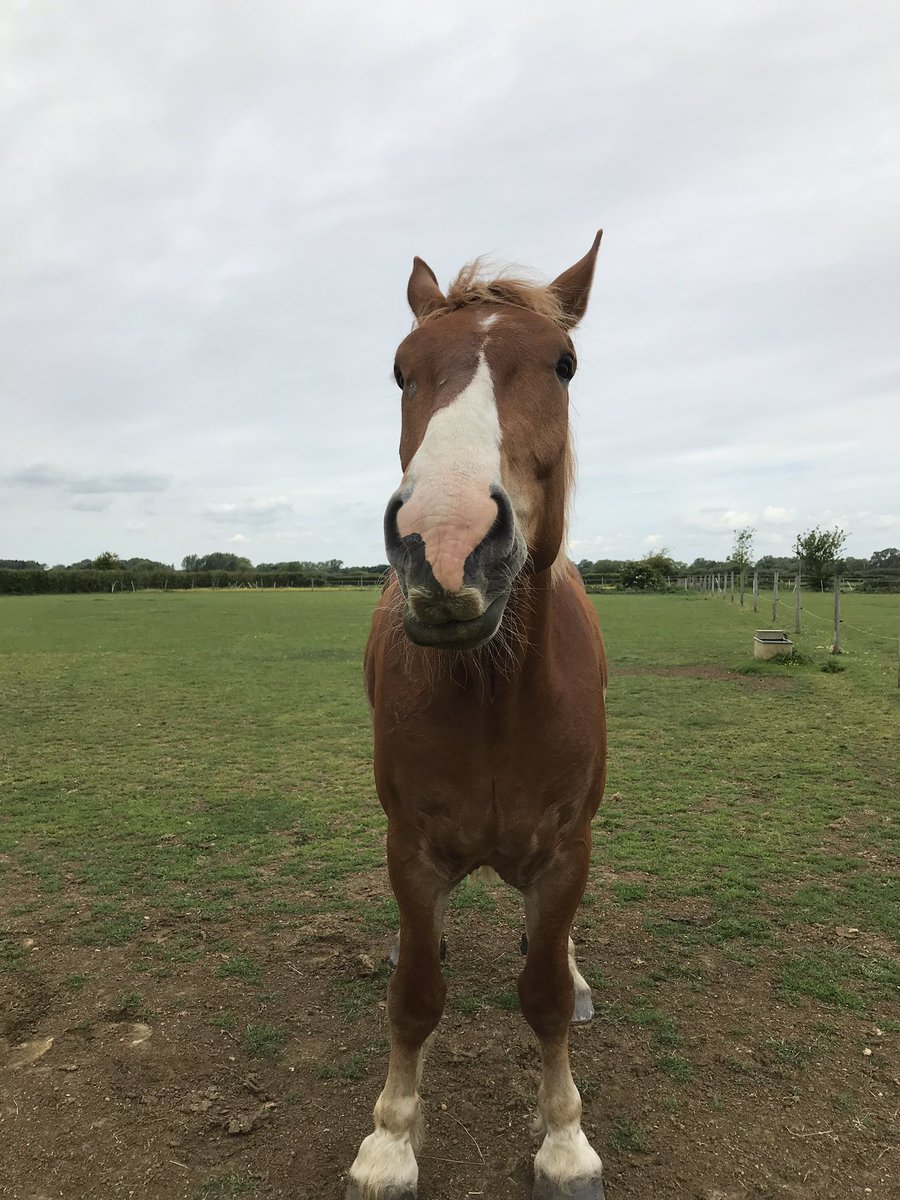Archie the Suffolk 🐴 tweet media