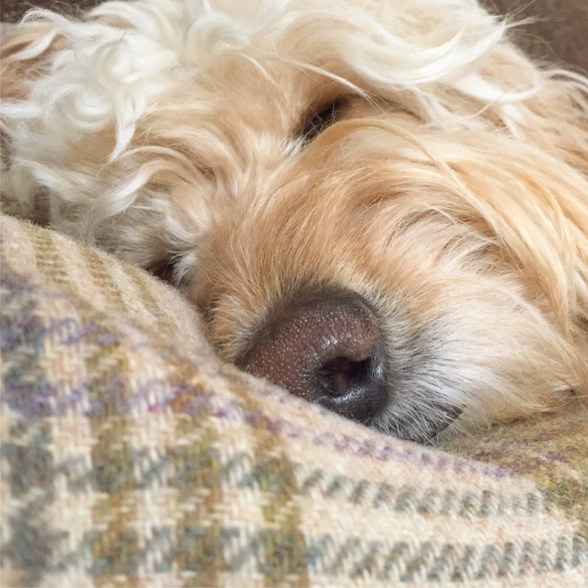 HectorCockapoo's tweet image. Happy huuuuuump day everyone! Nap time again! #sleepingpuppy #sleepy #tiredpuppy #justdoit #friends #fluff #cutepup #supercute #adorablepuppy #cutepuppy #pup #puppy #model #supermodel #modelpup #hansomepup #cockapoo #hollywoodstar #cockapoopuppy #cockapoolove #cockapooclub #cute