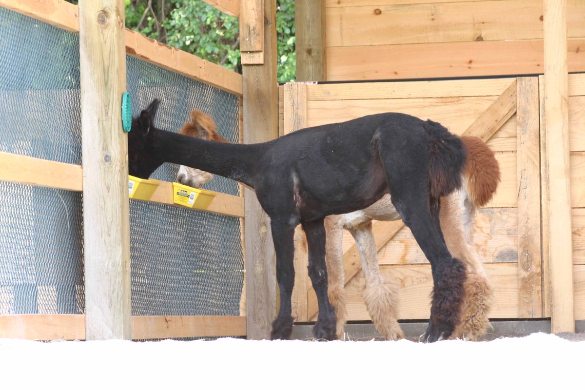ohalpacas's tweet photo. What do #alpacas eat? Pellets, free choice hay, &amp; 24 hour access to pasture. We harvest #rainwater for their water supply. They eat very little (15 alpacas eat the equivalent amount of hay to 1 horse). We feed pellets in shallow pans (dry wall pans) to prevent choking.#alpacacare https://t.co/V4Hq7pl3Yo