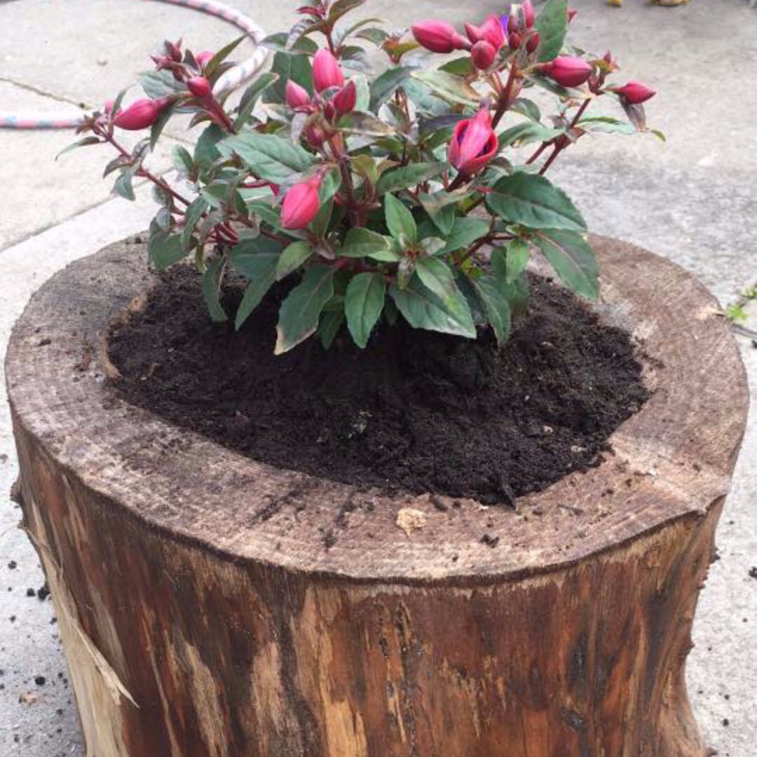 We are delighted to welcome Ross Shire Tree Surgery to our Garden Expo!🌲

Pop along to their stall to browse their wide range of garden planters, logs and wood work! Inverness Botanic Gardens What's Happening Inverness