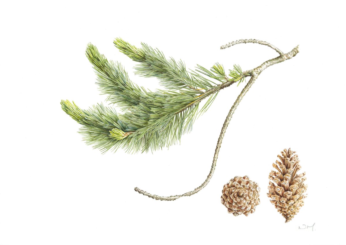 TheBotanics's tweet photo. Wonderful event to launch the @TheBotanics Florilegium project last night with prizes for excellence awarded to Nicola Macartney and Sansanee Deekrajang. The Botanical Images Scotia #BISCOT exhibition is now open in the John Hope Gateway until 20 June #botanicalillustration https://t.co/xgMRHfh06w