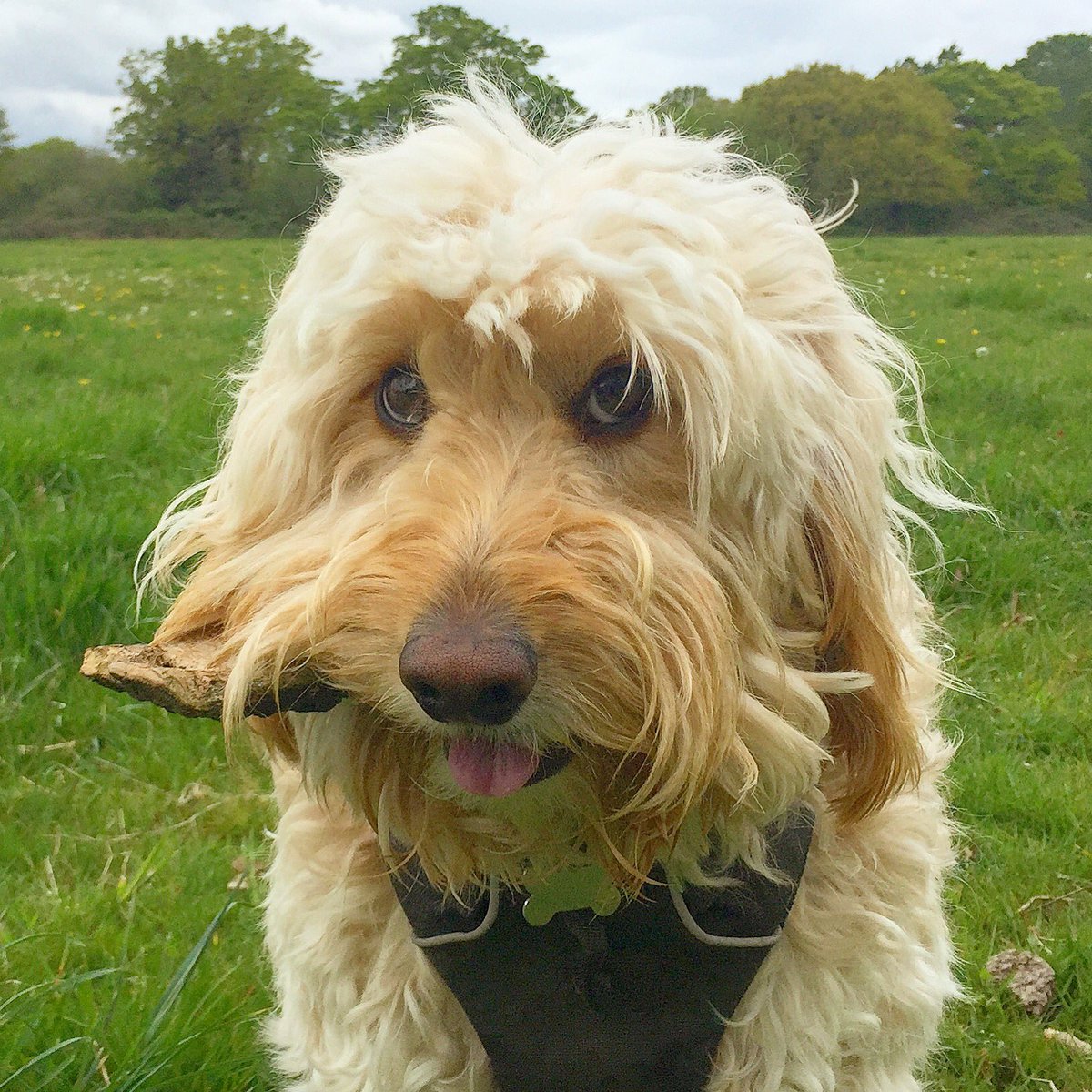 HectorCockapoo's tweet image. There’s nothing more satisfying than an old twig or a branch to chew on just to annoy our hooomans! This one tasted awesome! 🌲🐶 #fetch #twig #twiglet #justdoit #cockapoo #cockapoos #doglover #DogsOfTwitter #puppy #morninglight #supermodel #solihull #silouette #sunshine #sun
