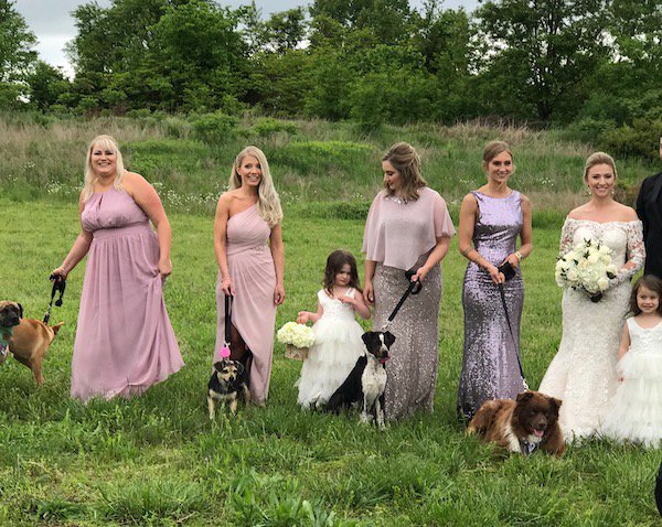 PerfectWedding's tweet photo. Including your four-legged kids in your wedding ceremony is really nothing new. We’ve seen them with tuxedos and floral collars. #weddingWednesday #welovedogs #pets 

📸 by Jennifer Silverberg of Haven of the Ozarks

https://t.co/JYan3kfmny https://t.co/o9oBVG4k1k