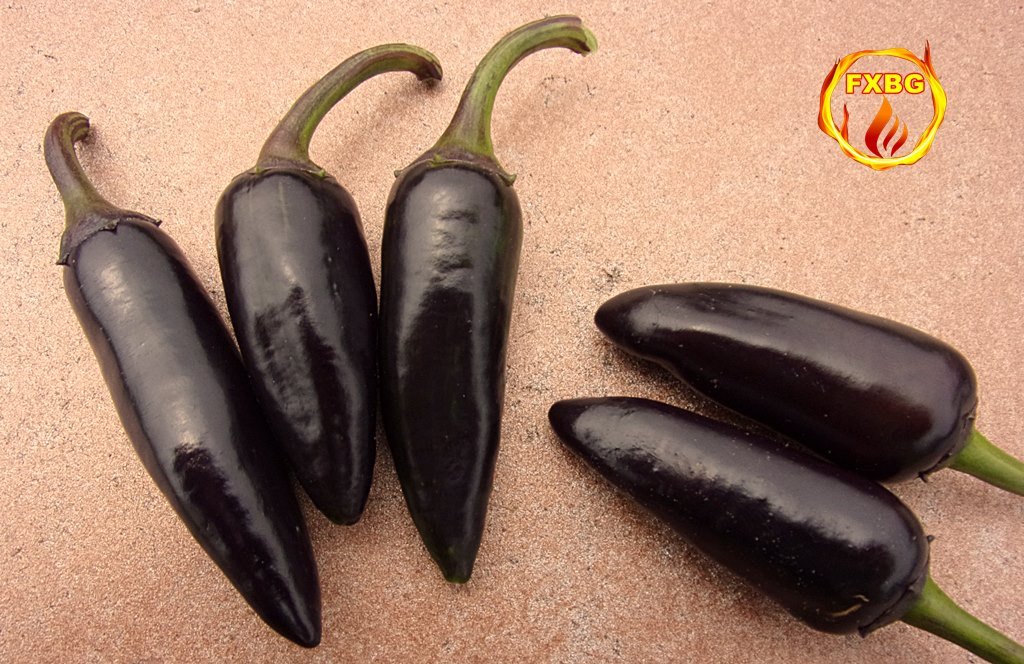 Purple #Serranos (left) & Purple #Jalapenos (right). Should be called 'Black' because they're more black than deep purple. Nevertheless, they're exotic as hell and are going on a thick #ItalianBread sandwich this afternoon! #HappyMan😋