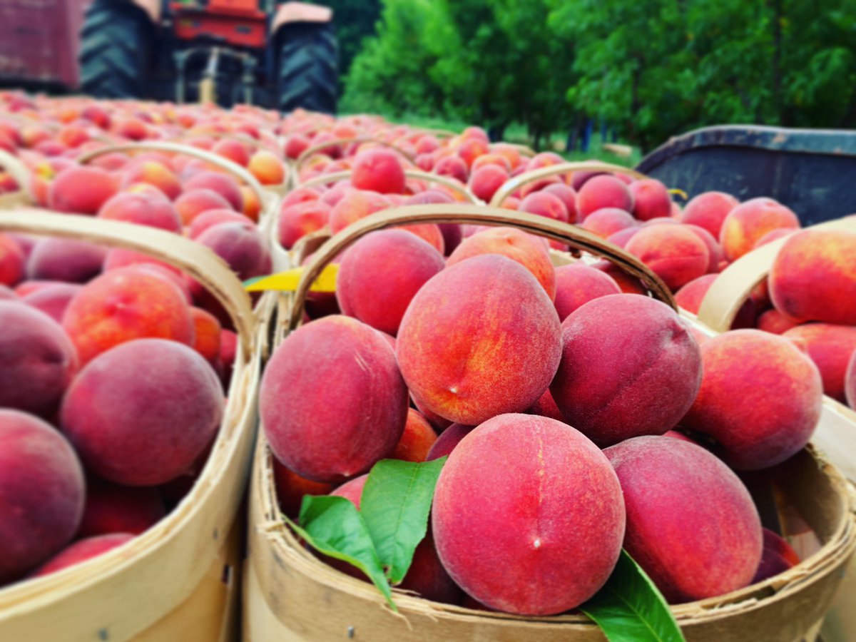 JaemorFarms's tweet photo. We are #peachin this morning and will be all summer long... ✌🏼🍑😎
#peachpaparazzi #sweetspot #georgiagrown #gafarmlife #agdaily #harvest19 #exploregeorgia #exploregeorgiafarms #discoveratl #discoverlakelanier #exploregainesvillega #georgiapeaches #georgia #foodie #atlfoodie https://t.co/y6ckFJ0aiM