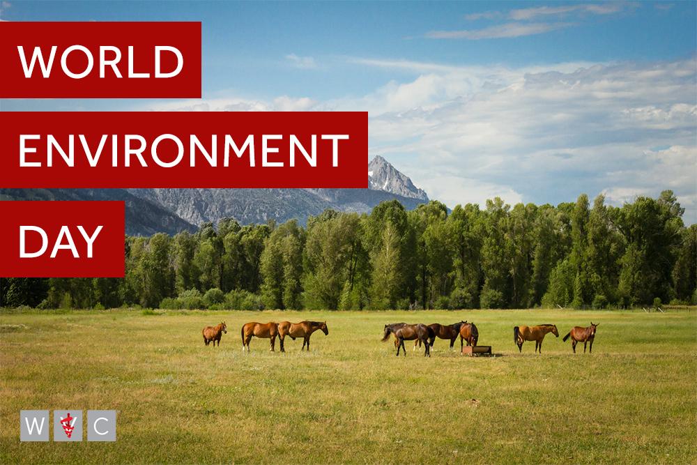 ViticusGroup_AH's tweet image. WVC is going green! In 2018, we recycled nearly 2,000 lbs of office paper! By setting up a system, going digital, and being active, we can all pitch in to keep our planet (and our pets) healthy! #WorldEnvironmentDay

Here are a few ways to get started: hubs.ly/H0j7xPX0