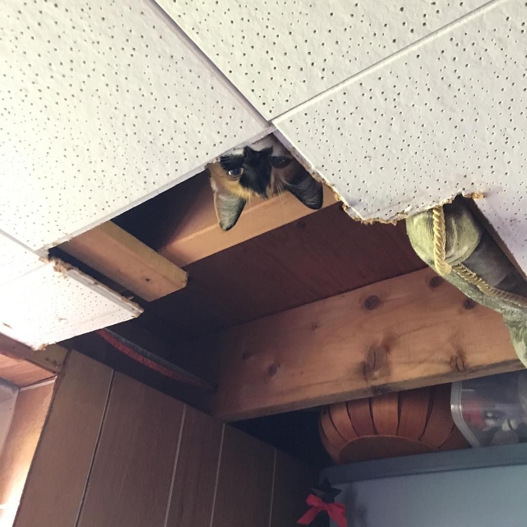 Safetyphoto On Twitter Daily Cat In Ceiling