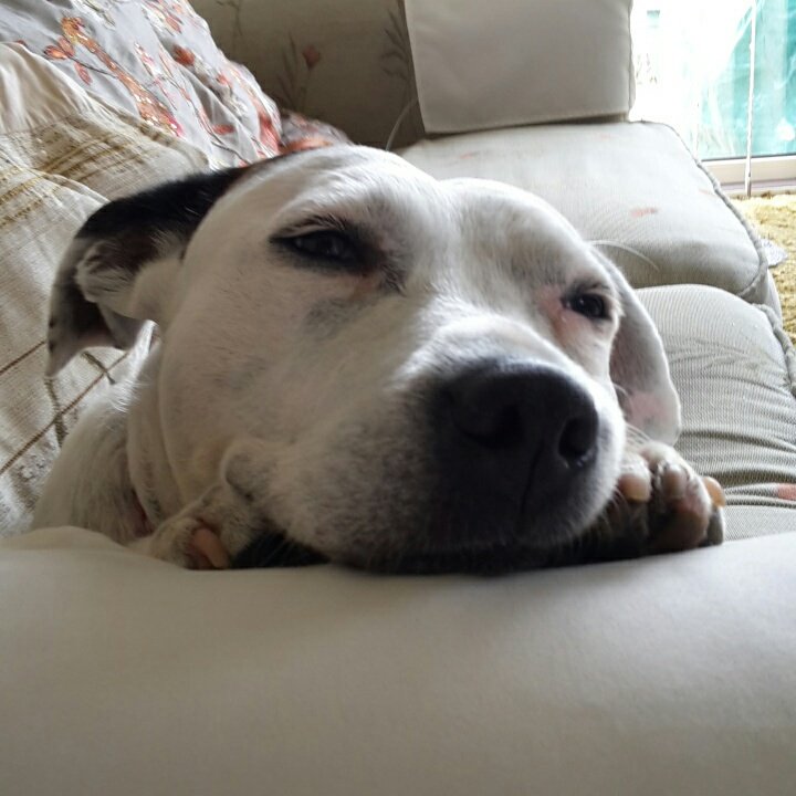 When someone mentions the weekend and it feels such a long way off #thoughtful #thestruggleisreal #waitingfortheweekend #humpday #WednesdayWoes #sadtimes #pityme #TLCrequired #NeedSnuggles #cuteanimals #cutie #RescueDogsRock #daydream <a href="/DogsTrust/">Dogs Trust 💛🐶</a>