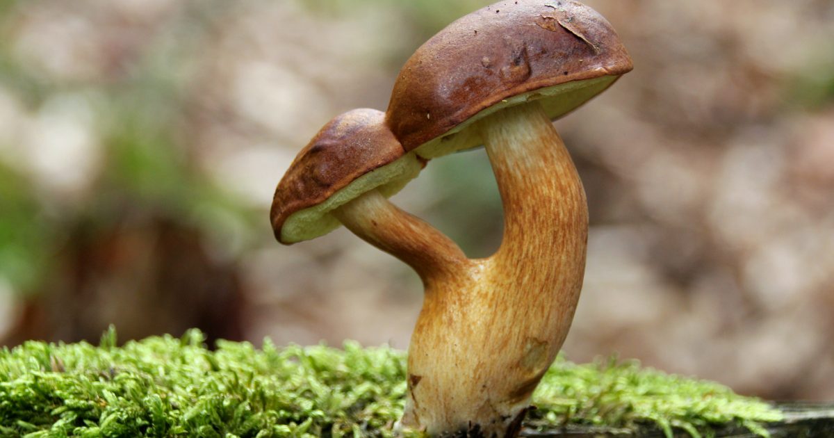Chris_1791's tweet image. Second U.S. City Decriminalizes Magic Mushrooms, Other Psychedelics dlvr.it/R64fgT #DrugLegalization #Mushrooms via @reason