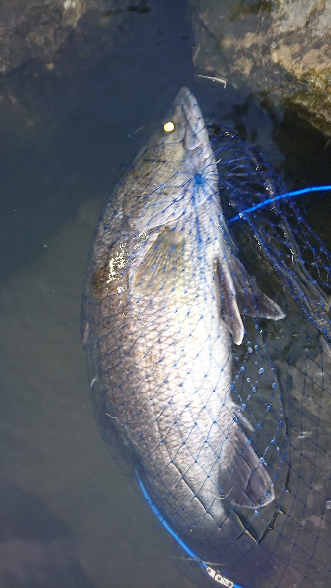 Mukai Takahiko 飼育魚の放流かもしれないですが アカメなのかバラマンディ シーパーチ なのか 臀鰭棘の二番目と三番目のどちらが長いのか この写真ではわからないよね Twitter