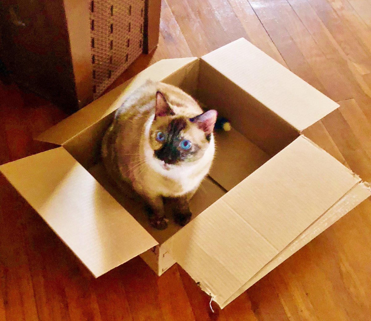 GimpGirl64's tweet photo. Amazon Prime is running a special: order 10 pairs of underpants and get a free Siamese cat!
#HoneyBear
#CatsOfTwitter
#AdoptDontShop
#Siamese
#Meezer https://t.co/1VkWTuMOue