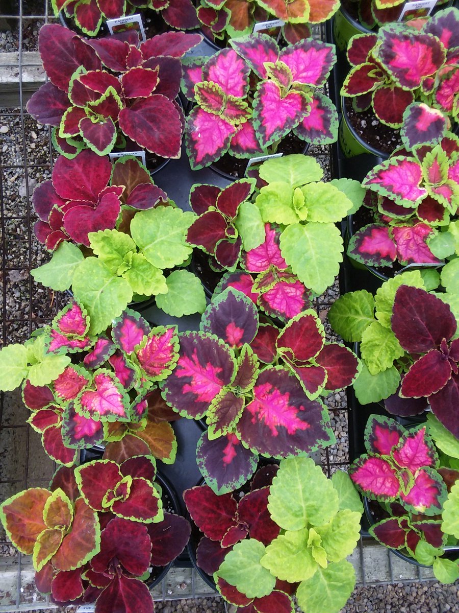 Coleus is great for part shade to full shade.  Some varieties do well in full sun, too!