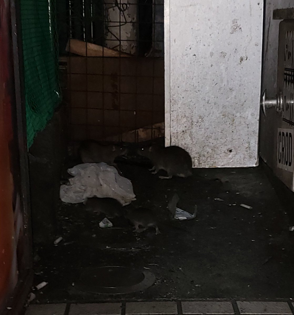 閲覧注意 渋谷はコンビニ以外もネズミだらけだった Togetter 閲覧注意 渋谷はコンビニ以外もネズミだらけだった Togetter