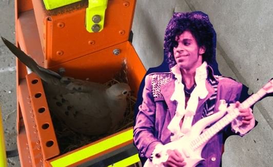 MizzouEMS's tweet photo. A dove family is nesting at University Hospital. Please do not disturb them, lest the doves cry. Per @MDC_online these doves are protected, so do not disturb them when backing in the little red corvette medic units, or a purple rain of fines will ensue #WorldEnvironmentDay2019 https://t.co/TIzdVdBCQV